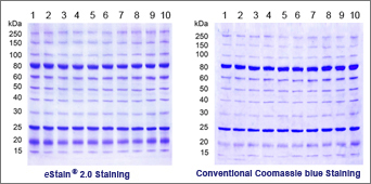 estain coomassie protocol