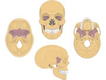 If you have low bone density, you can improve it with a few lifestyle changes. Cranial Bones Of The Skull Anatomy Cranium Of The Skull