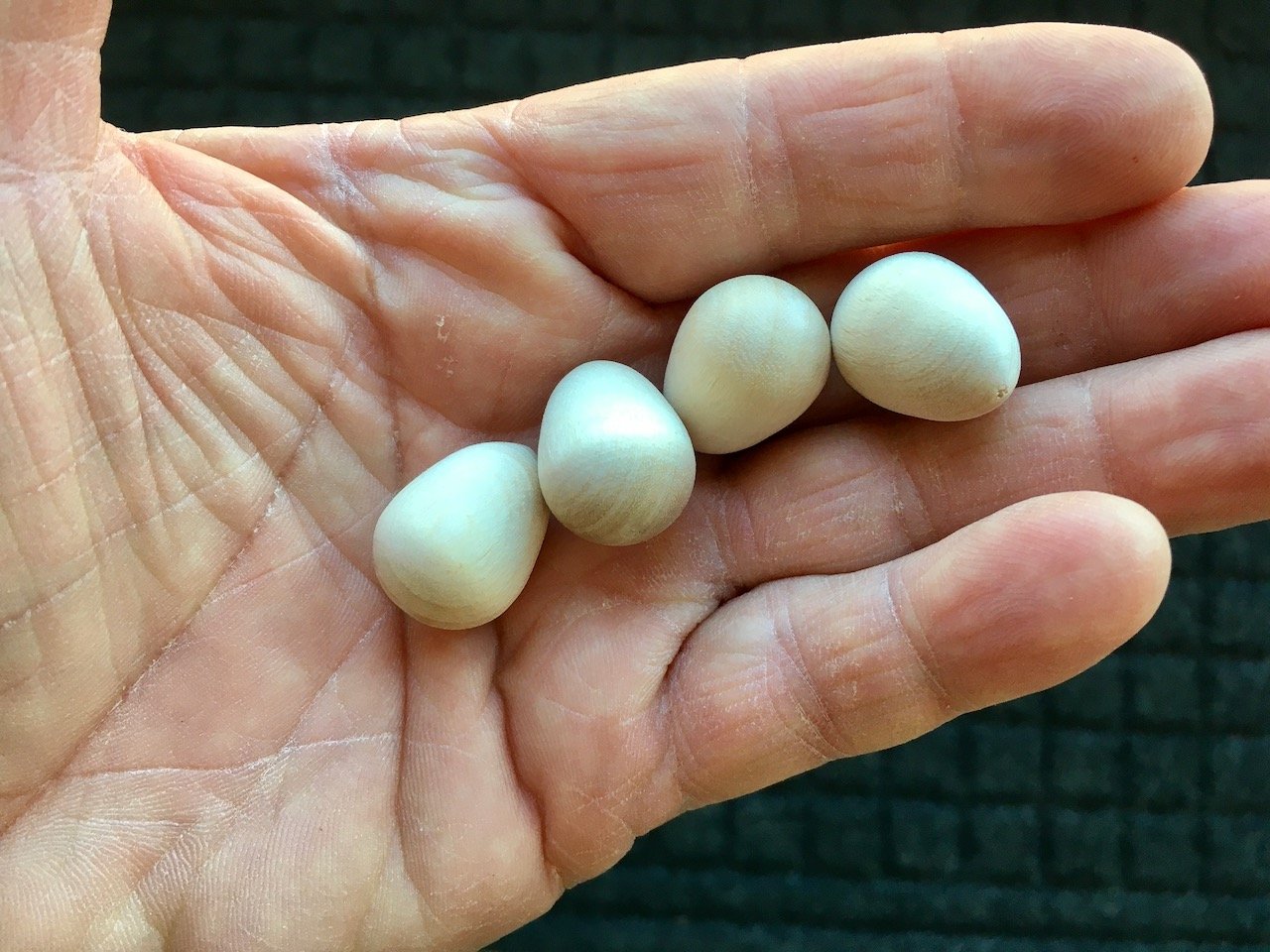 pix Red Headed Sparrow Bird Eggs the downstream network