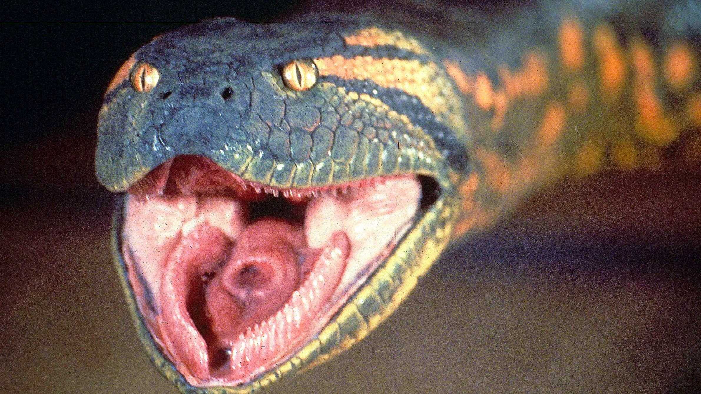 Yellow anaconda giant anaconda anaconda anaconda facts