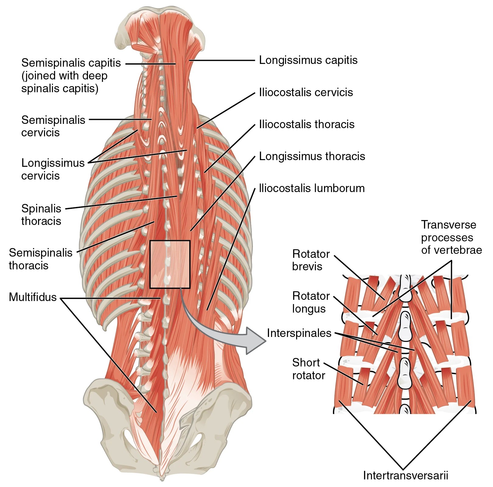 Human anatomy organs lower back