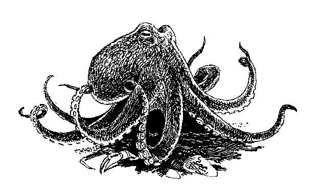 //www.glaucus.org.uk/Octopus3.gif' cannot be displayed]