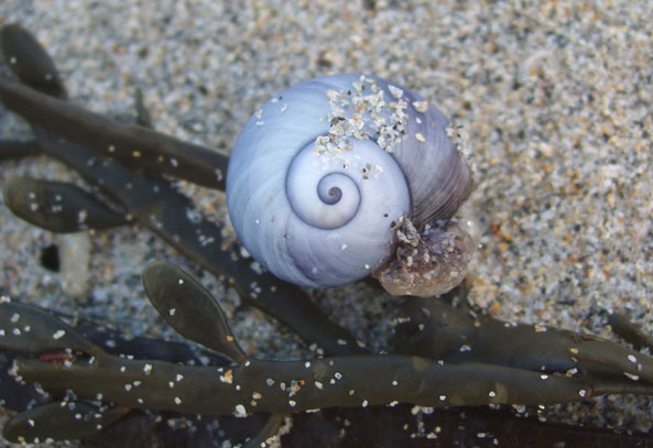 Mollusks | Sea Creatures Are Awesome