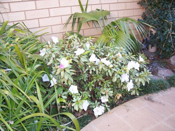 Azalea