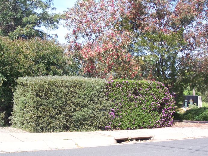 Front hedge