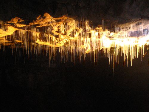 Glow_worm1