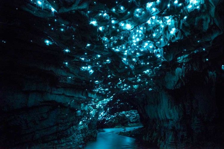 Glow_worm8
