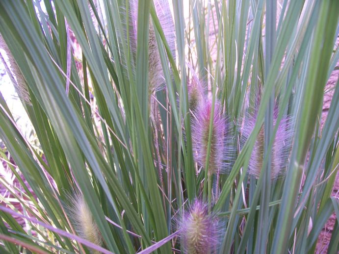 Native grass
