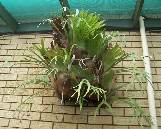 Staghorn