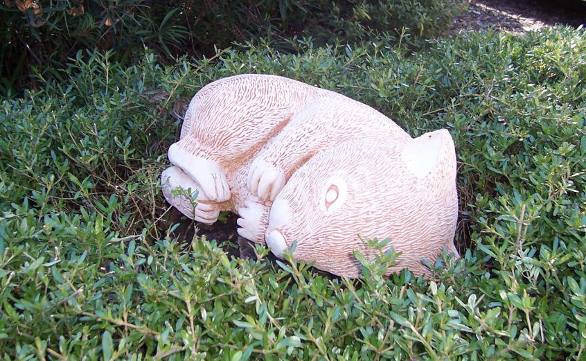 Stumpy_the_wombat