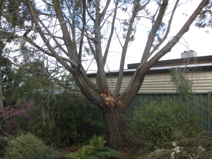 Two branches fallen