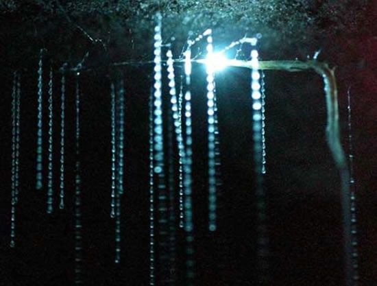 glow_worm3