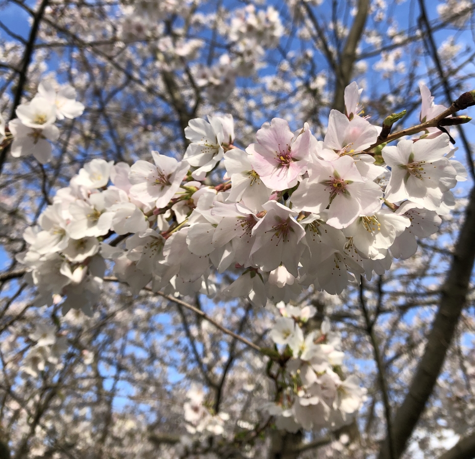 cherry blossoms and blue sky