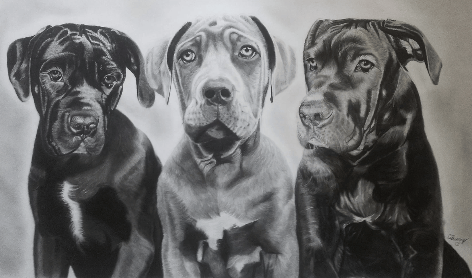 A photo-realistic pencil and charcoal portrait drawing of three cane corso dogs