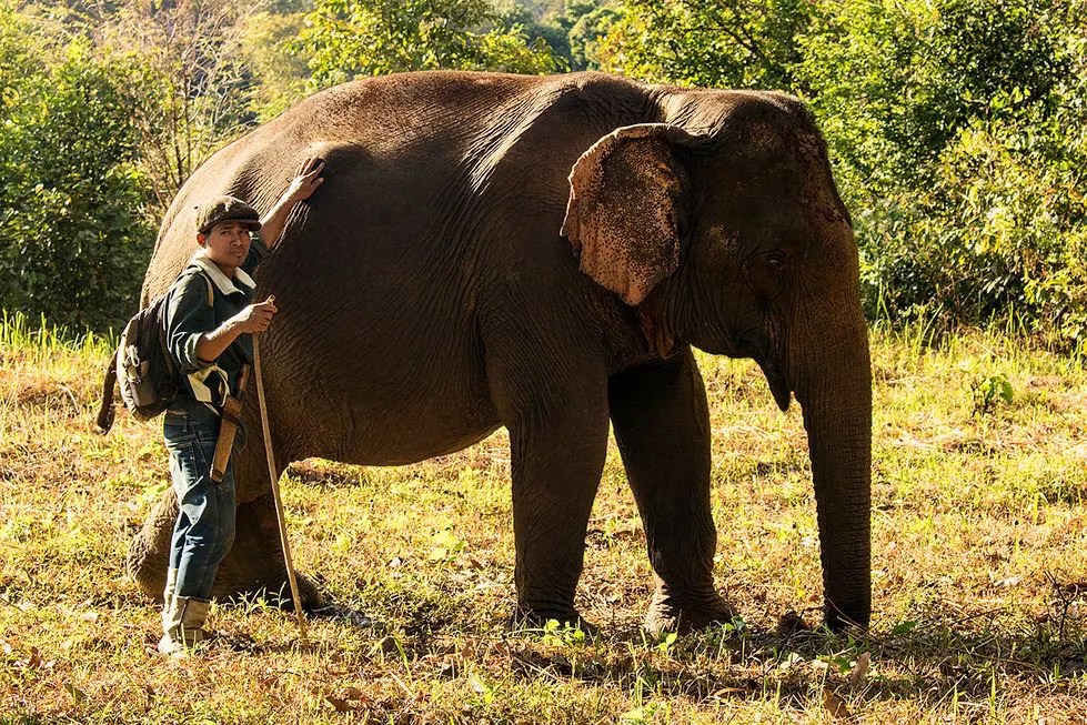 Help Rescued Elephants at a unique ethical Elephant Forest Sanctuary