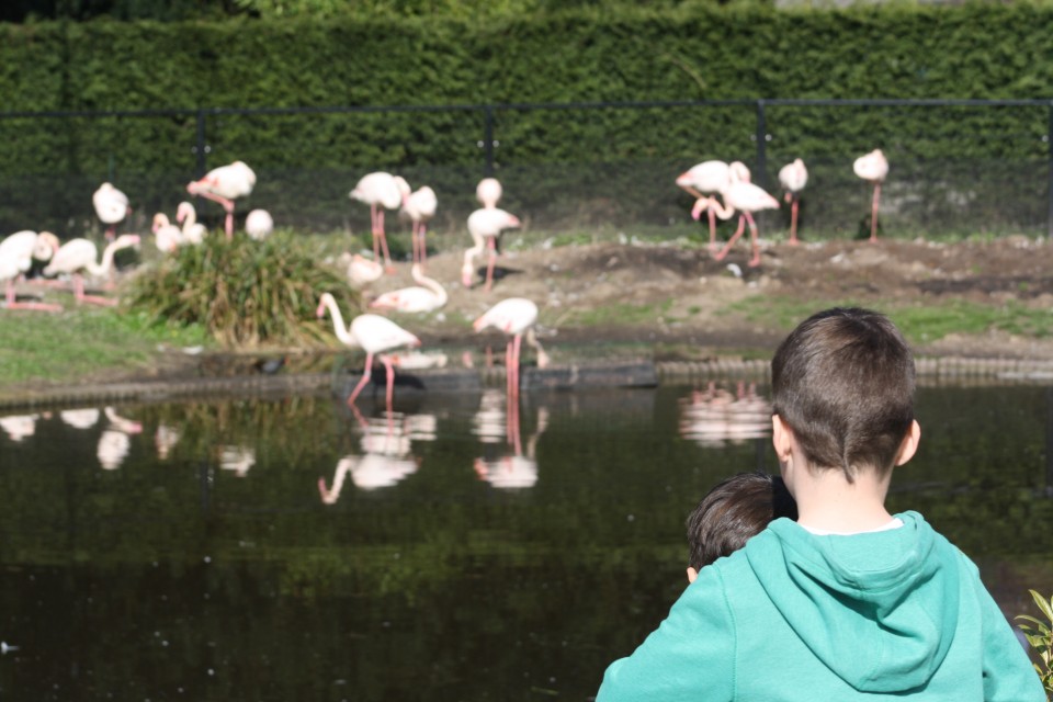 Met de familie genieten in Ouwehands Dierenpark in Rhenen Go or No Go Met de familie genieten in Ouwehands Dierenpark in Rhenen Go or No Go