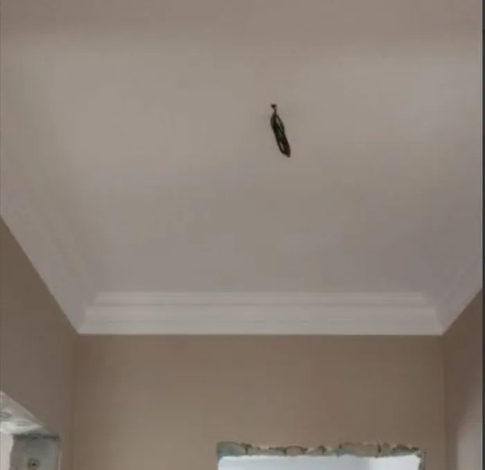 Streichen Tapezieren Lackieren Fassadenarbeiten Maler In Bochum Bochum Mitte Ebay Kleinanzeigen