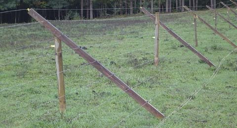 Low-cost fence keeps deer out