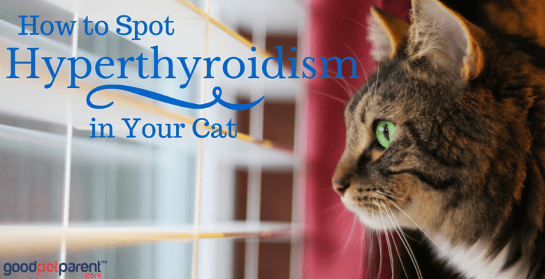 hyperthyroid cat not using litter box