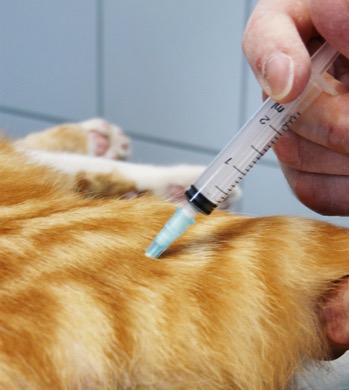 Cat getting IM injection