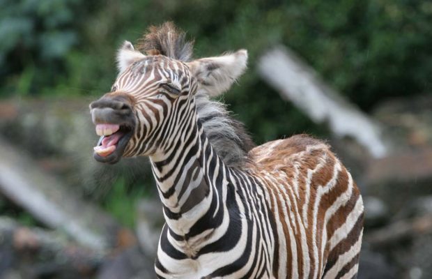 Sure, you can share any meme you choose at any time you'd like, but i'd guess that if you were to reach into your meme rolodex and pull out a laughing spongebob or grumpy cat in 2021 that you'd be flexing some wea. In Pictures: A round up of the best South African meme's that sum up life