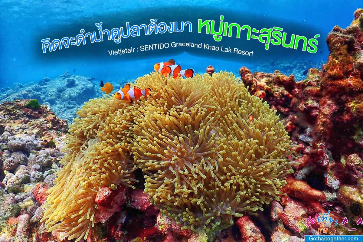 หมู่เกาะสุรินทร์ โลกใต้ทะเล อันสวยงาม ที่เที่ยวพังงาที่ต้องไปยลอีก 1