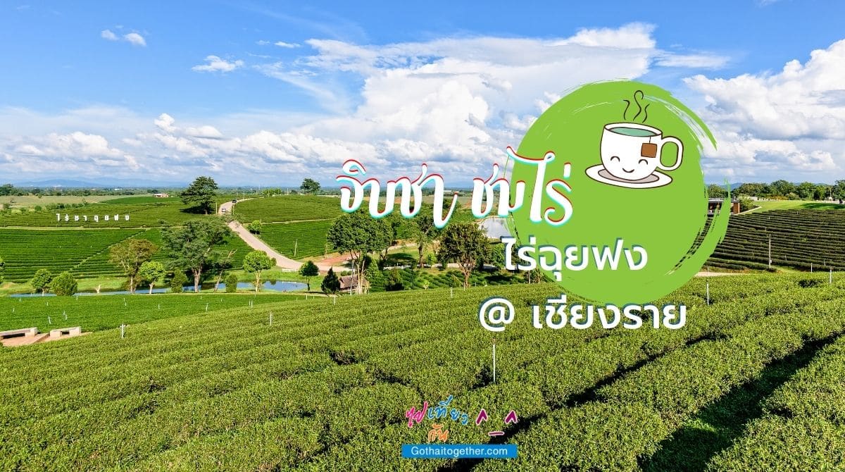 ไร่ชาฉุยฟง เชียงราย