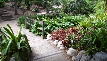 bridge over stream at the Mildred E. Mathias Botanical Garden in Los Angeles, California