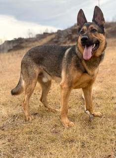 The Real Estate Market Crash: Vancouver vs Toronto (2026)