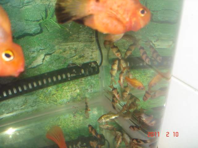 三間鼠咬魚 問題 Rjrsw