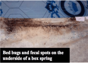 47+ Beautiful Bed Bug Checklist / Orkin and NSF International Launch myauditprep.com / They emerge again in the spring to feed and lay eggs.