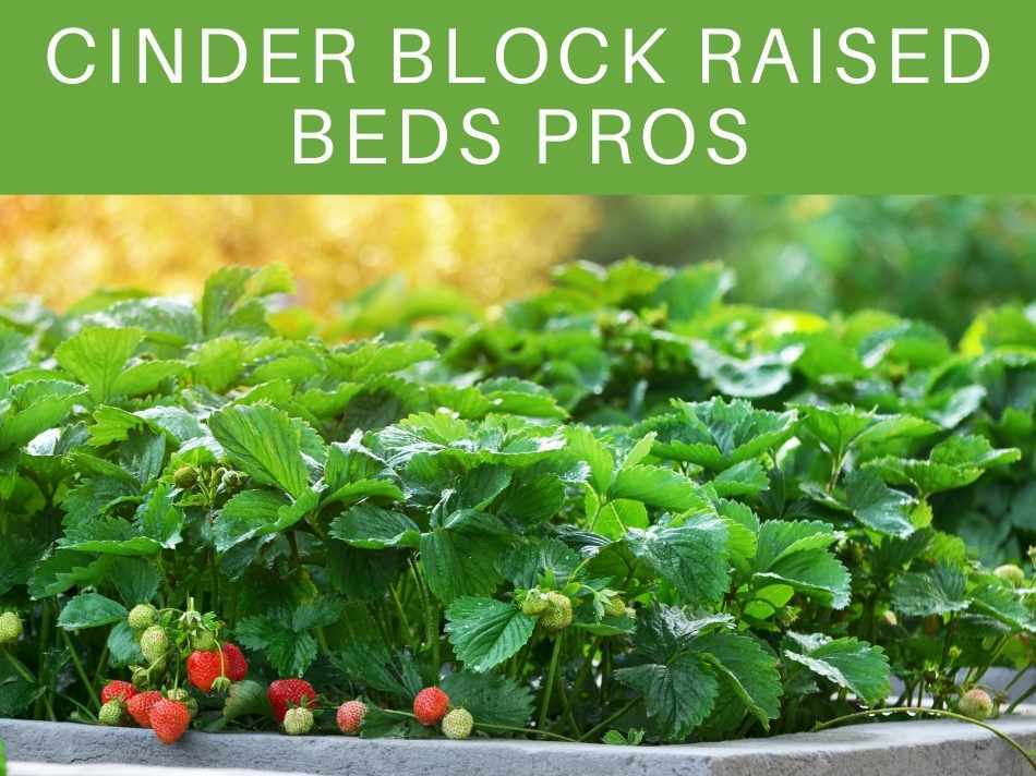 When you think of a garden, you may think of a strictly utilitarian location where vegetables are grown for food. Pros And Cons Of Cinder Block Raised Beds Greenhouse Today