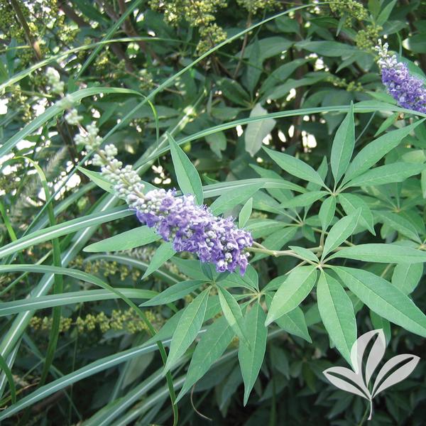 Hometalk Home Improvement Ideas Photos And Answers Pollinator Plants Plants Chaste Tree