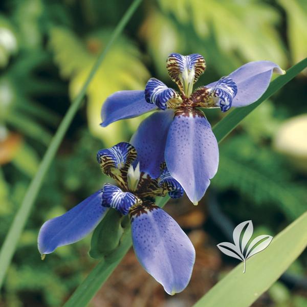 Neomarica neomarica caerulea 'regina' regina blue walking iris from
