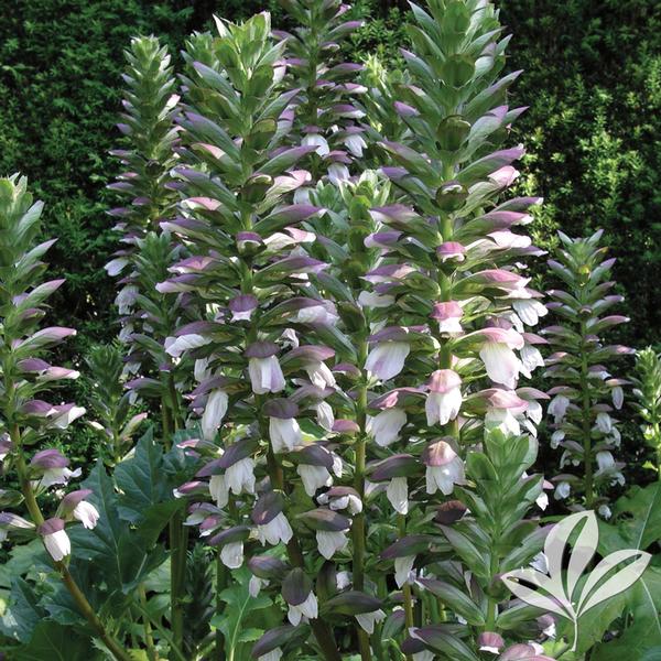 Acanthus acanthus 'summer beauty' summer beauty acanthus from greenleaf