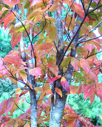 Wildfire Black Gum Shade Tree Farm