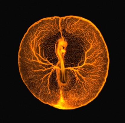 Bio-Inspired Design Leads to Energy-Efficient Windows
