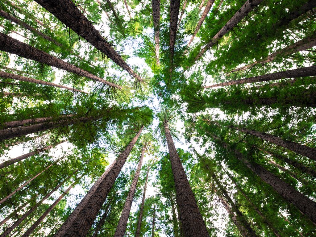 This App Plants Trees When People Make Lower Carbon Choices World Economic Forum