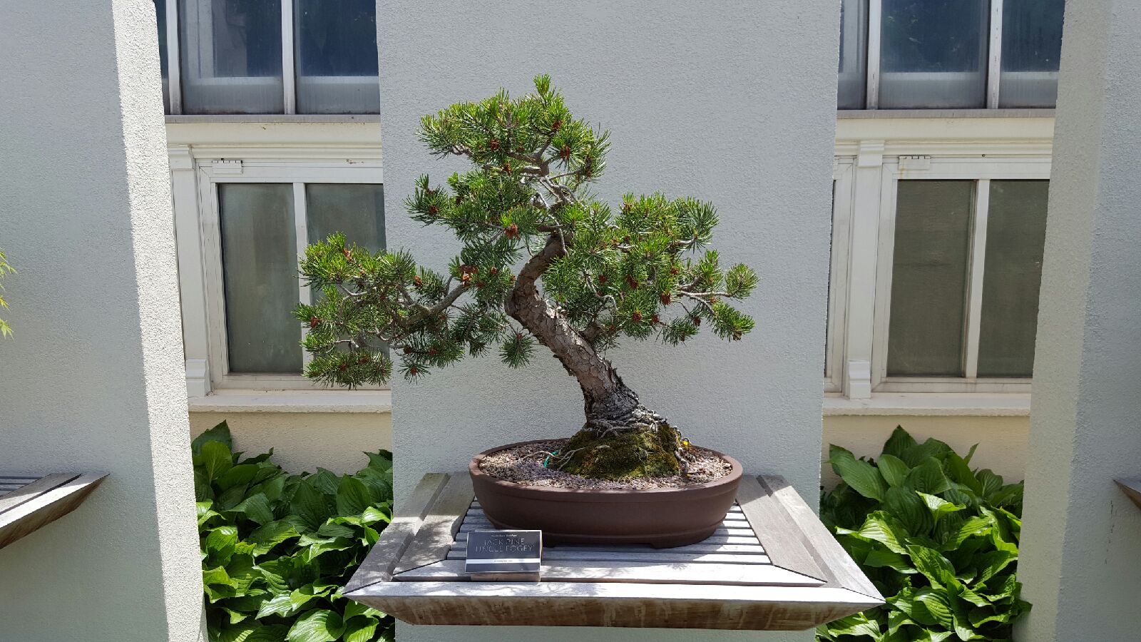 Growing Bonsai Trees What You Need To Know Amaze Vege Garden