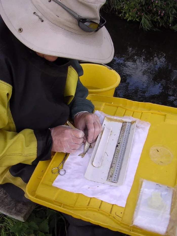 Salmon Parr Tagging