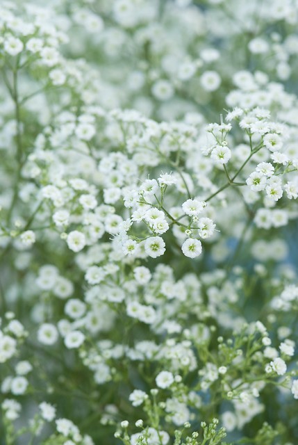 Verspreiding en ecologie van duizendknoop (g) De vaste planten top 10 van plukbloemen - GroenVandaag