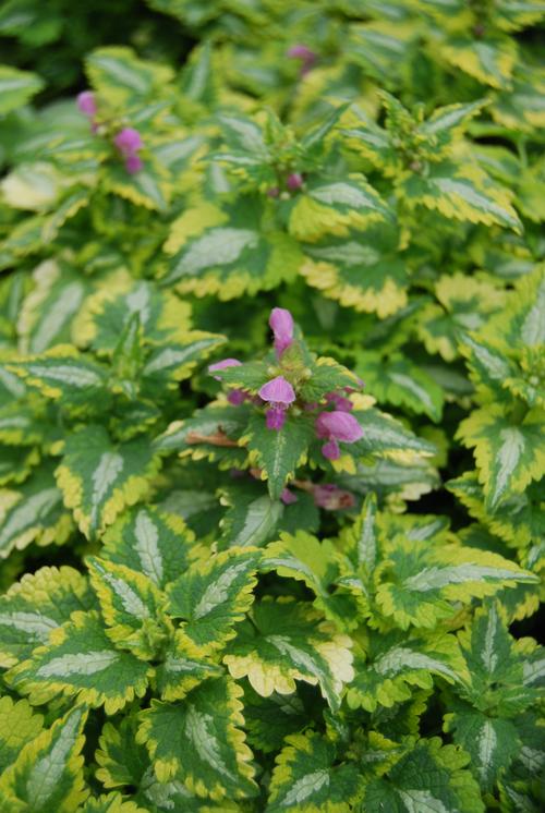 Garden blogger meagan francis offers tips tips on choosing garden benches and an eclectic assortment of examples. Spotted Dead Nettle Lamium maculatum Anne Greenway from