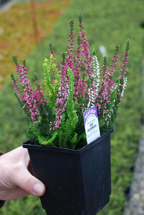 Form and function come together in these essential garden workhorses. Heather Heather Calluna vulgaris from Growing Colors
