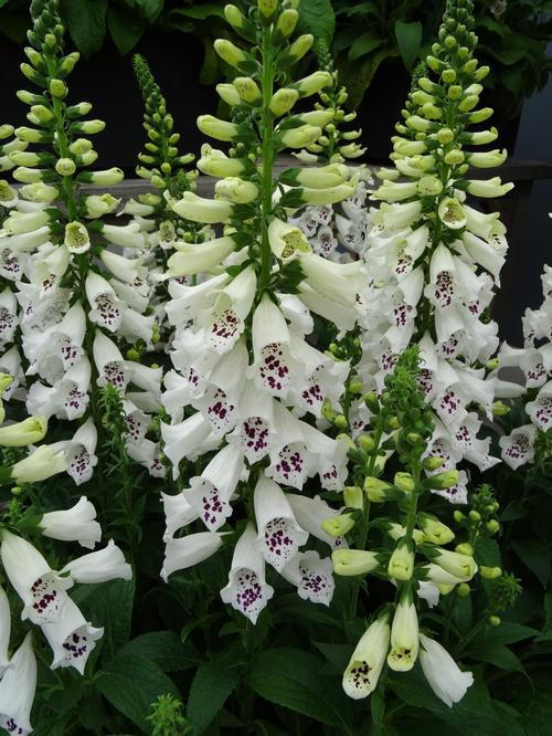Foxglove also has a dry fruit containing many seeds. Foxglove Digitalis purpurea Dalmatian White Improved from
