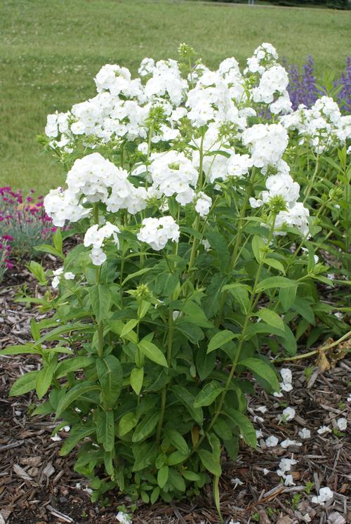 Supplies tools becky lamb, author of crafting with wood pallets (ulysses press), says, . Tall Garden Phlox Phlox Tall Garden paniculata David from
