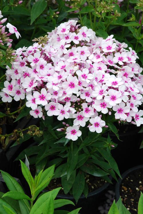 Garden bench / picnic table: Dwarf Garden Phlox Phlox Flameâ¢ Series paniculata White