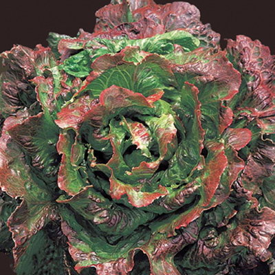 &quot;it&#x27;s a very sweet, low sulfur broccoli,&quot; Piracicaba A Flavorful Broccoli That Can Take The Heat