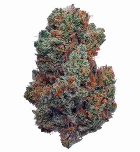 Alpha skunk marijuana strain