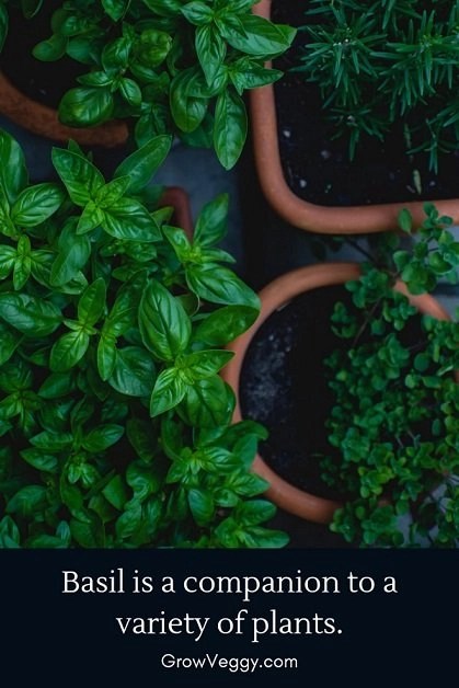 10 good and 4 bad basil companion plants