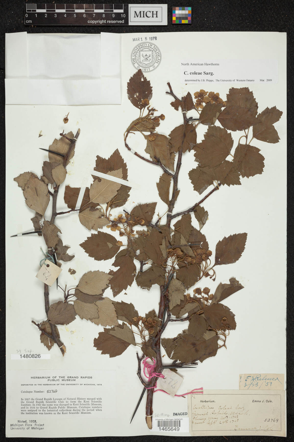 Crataefus coleae